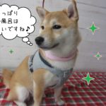 仕上がり柴犬