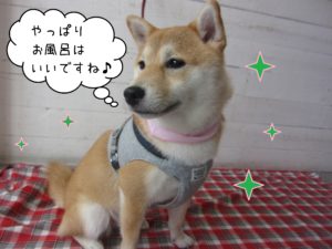 仕上がり柴犬