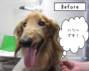 よろしくダックス