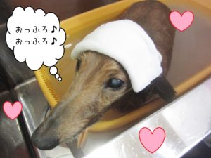 お風呂ダックス
