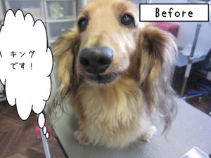 よろしくダックス