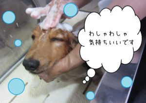 シャンプーダックス