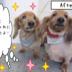 仕上がりダックスコンビ