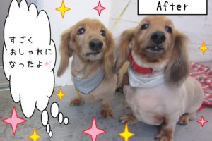 仕上がりダックスコンビ