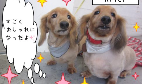 仕上がりダックスコンビ