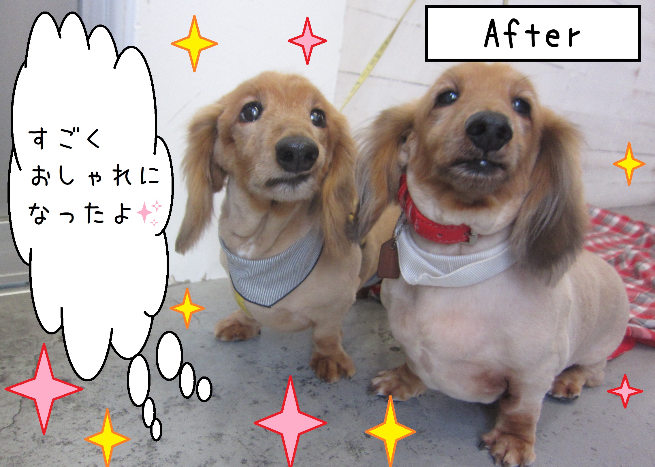 仕上がりダックスコンビ