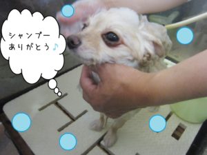 シャンプーポメ