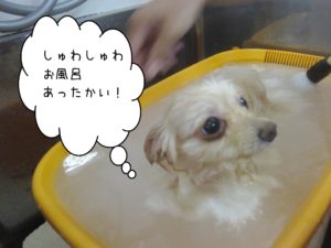 お風呂ポメ