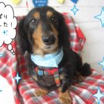 仕上がりダックス