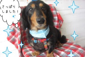 仕上がりダックス