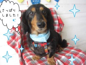 仕上がりダックス