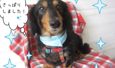 仕上がりダックス