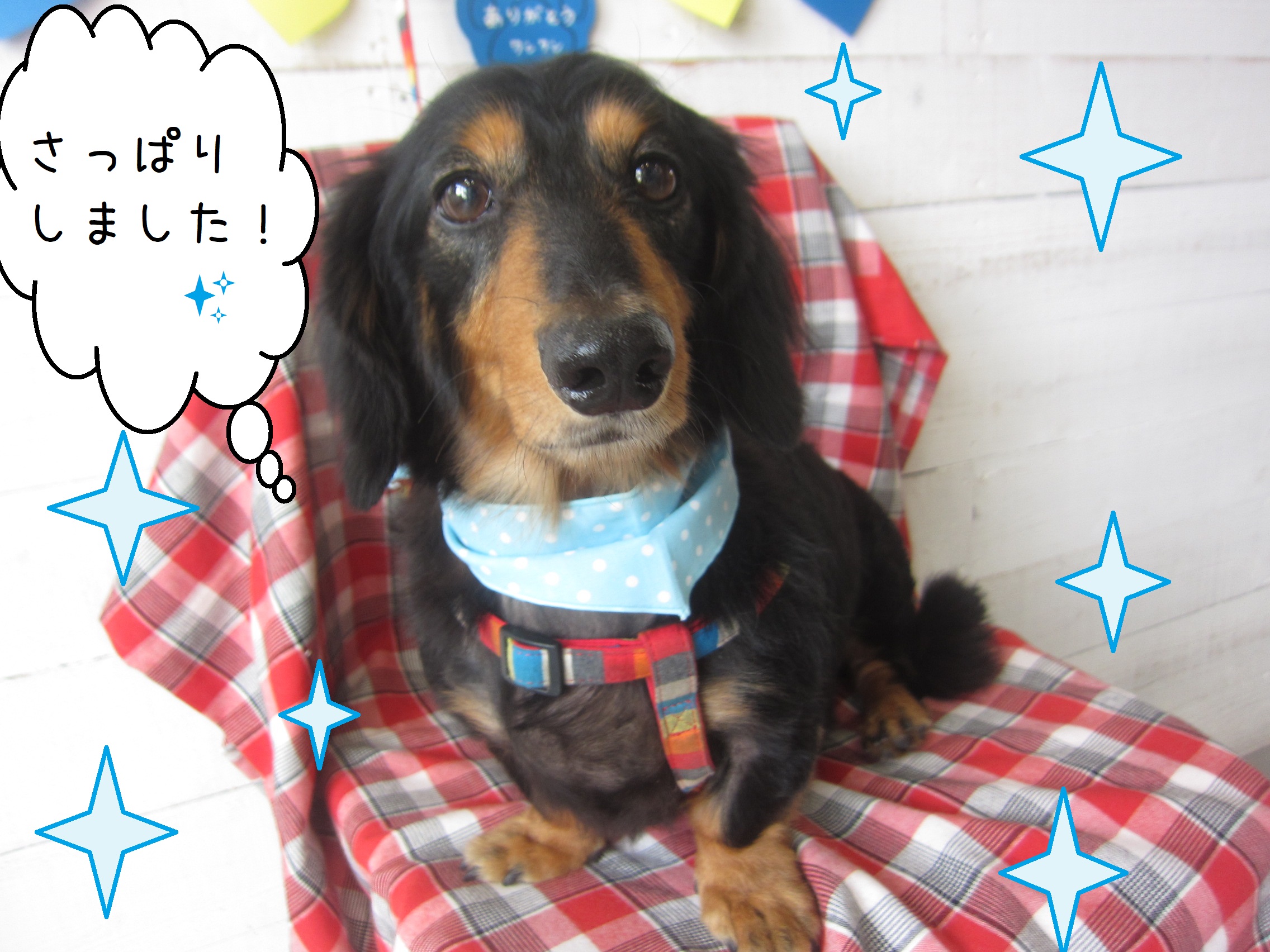 仕上がりダックス