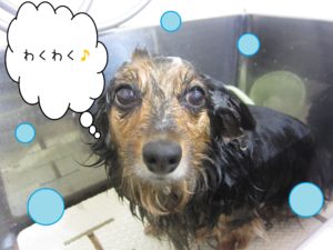 シャンプーダックス