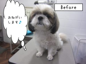 よろしくシーズー