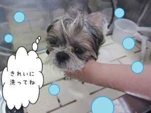 シャンプーシーズー