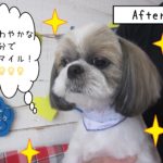 仕上がりシーズー