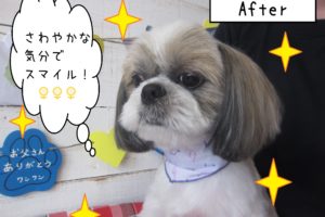 仕上がりシーズー