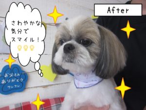 仕上がりシーズー