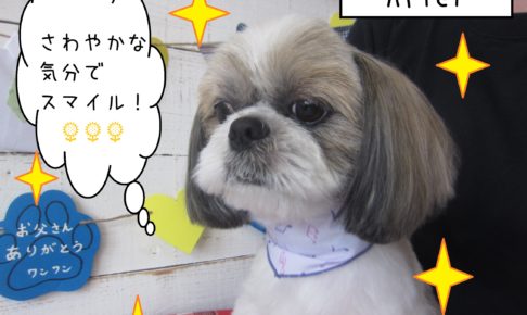 仕上がりシーズー