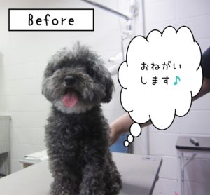 よろしくトイプー