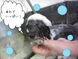 シャンプートイプー