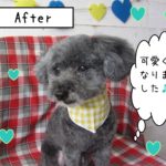 仕上がりトイプー