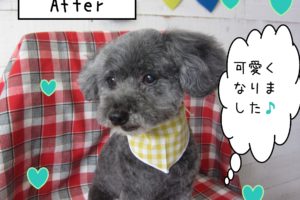 仕上がりトイプー