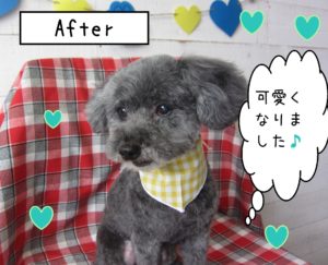 仕上がりトイプー