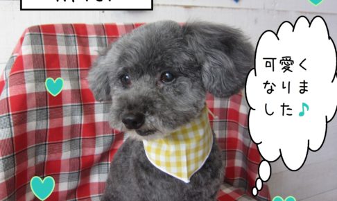 仕上がりトイプー