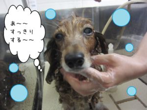 シャンプーダックス