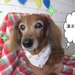 仕上がりダックス