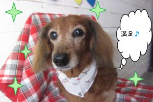 仕上がりダックス