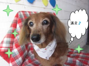 仕上がりダックス