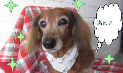 仕上がりダックス