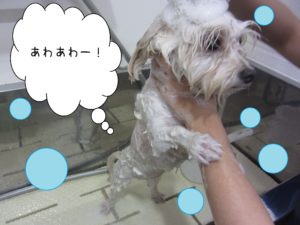 シャンプーミックス