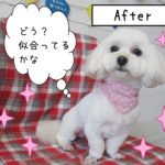 仕上がりミックス