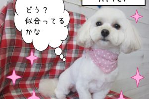 仕上がりミックス