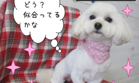 仕上がりミックス