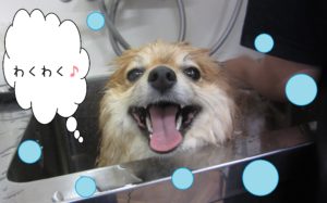 シャンプーポメ