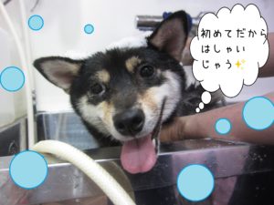 シャンプーしば