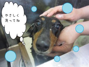 シャンプーダックス