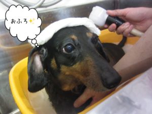 お風呂ダックス