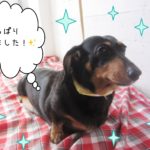 仕上がりダックス