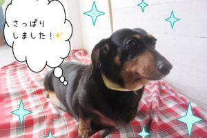 仕上がりダックス