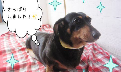 仕上がりダックス