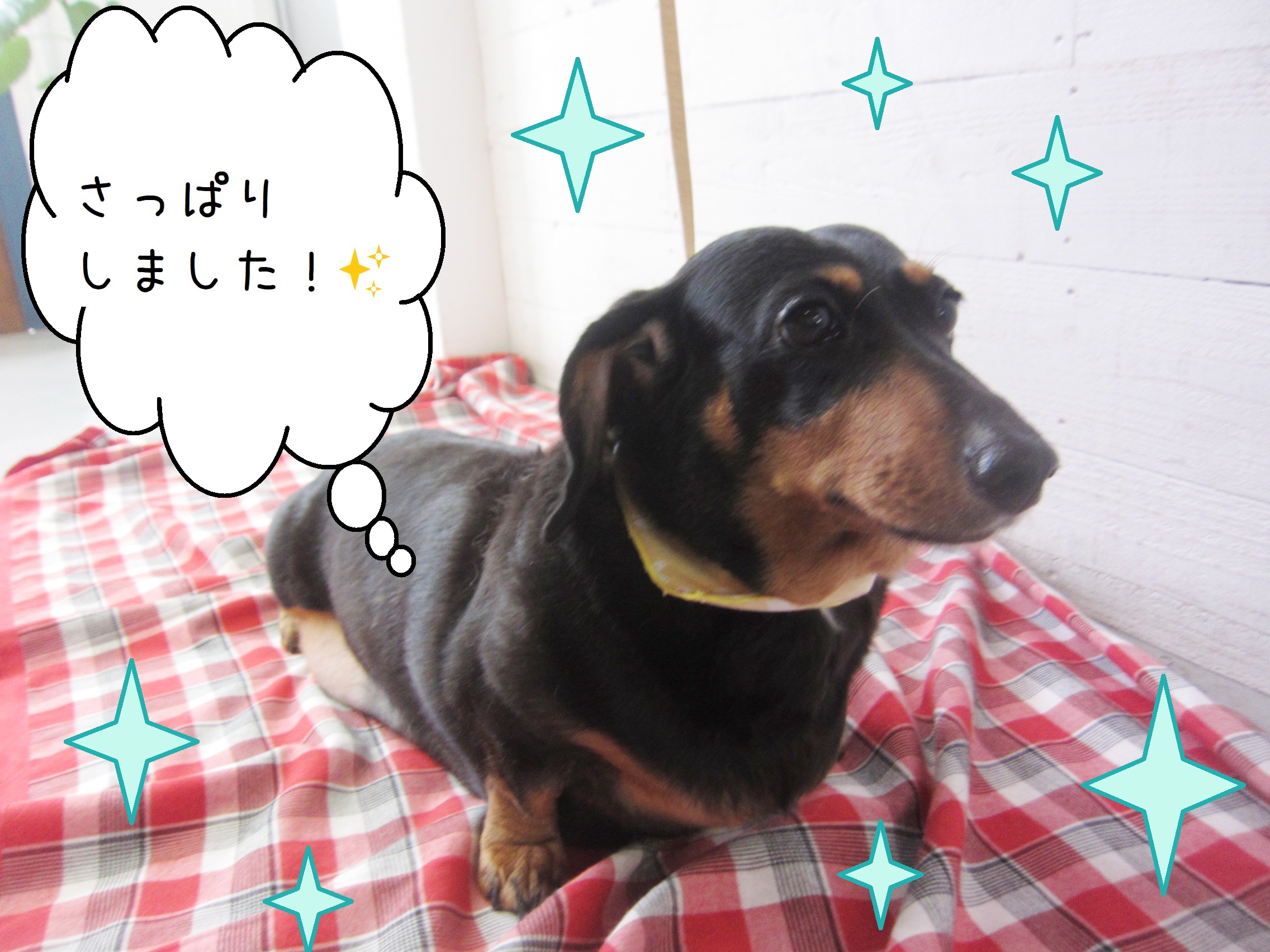 仕上がりダックス