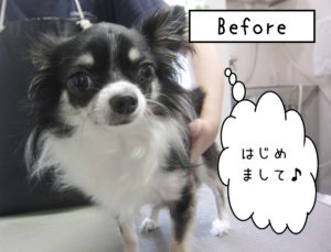 初めましてチワワ