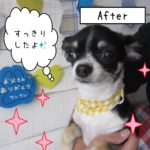 仕上がりチワワ