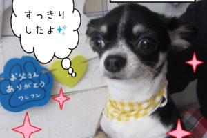 仕上がりチワワ